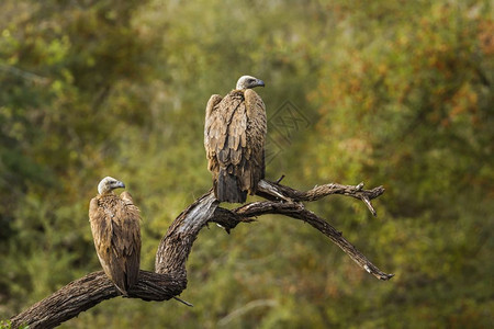 南非洲Kruge公园的兀鹫图片
