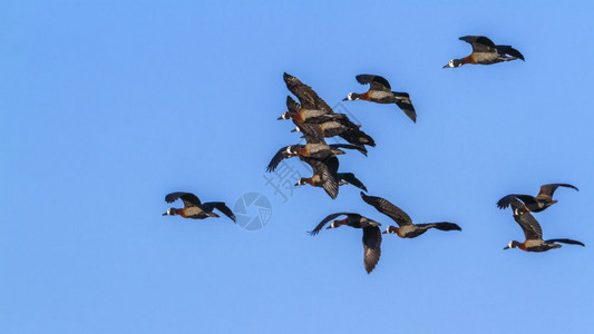 非洲南部Kruge公园的赤麻鸭图片