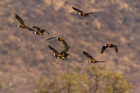 非洲南部Kruge公园的赤麻鸭图片