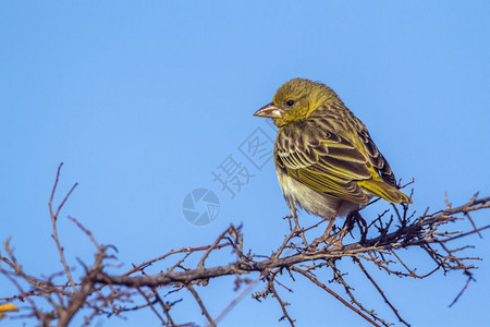 非洲南部Kruge公园的黄边金丝雀图片