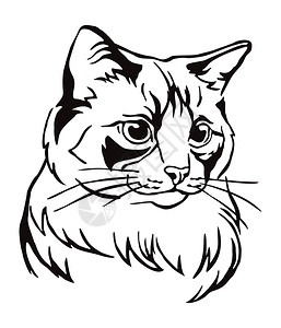 布偶猫纹身手稿图片