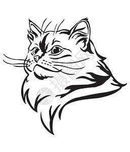 双色布偶猫用于设计和纹身的图像设计图片