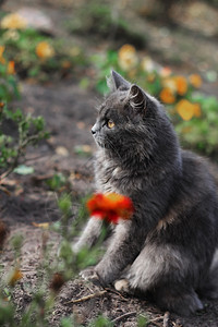 一只家猫的口罩向上看黄绿色的模糊背景圆圈猫和龙面对近身的宠物乡下公园夏天猫向上宠物图片