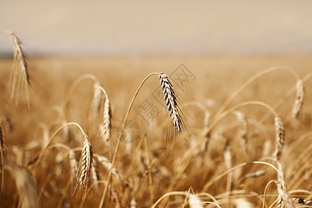 熟小麦耳朵与美丽的云对齐有选择的焦点成熟小麦耳朵与有云的美丽天空对齐有成熟的小麦耳朵对齐有选择的焦点图片
