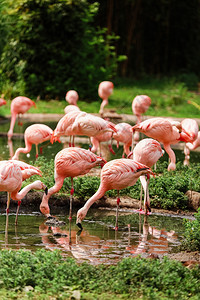 一群在池塘中狩猎的粉红火烈鸟城市绿化洲动物园中的火烈鸟在池塘中狩猎的粉红火烈鸟城市绿化的洲动物园中的火烈鸟图片