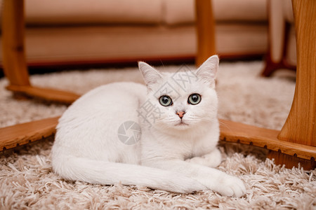 蓝眼睛的可爱白猫看着相机坐在家里的地毯上图片