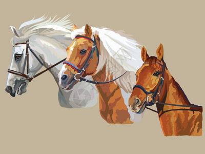 牧场马群设计图片