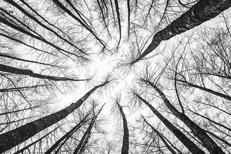 冬树顶朝上看无叶树的黑白图像顶案底观森林抽象背景图片