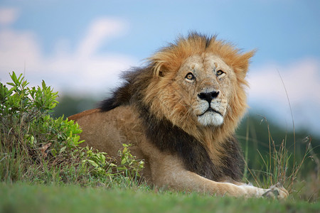 非洲男狮子正面肖像豹列奥马赛拉预备队Kenya非洲男狮子前肖像图片