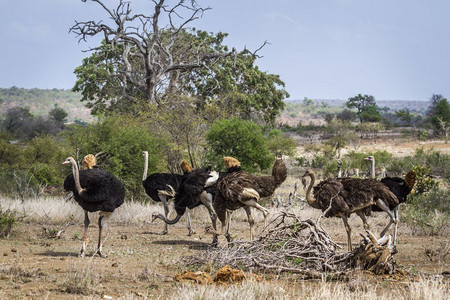 非洲南部Kruge公园的鸵鸟图片