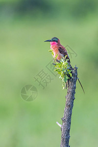 南部非洲Kruge公园的食蜂鸟图片