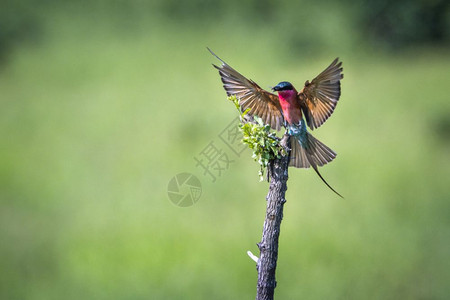 南部非洲Kruge公园的食蜂鸟高清图片
