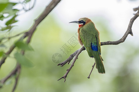 非洲南部Kruge公园的食蜂鸟图片