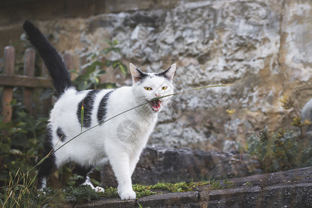 猫咬草线盯着相机猫用黄色的眼睛和在农村环境中张嘴白猫用黑斑点图片