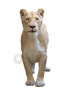 在白色背景下被孤立的母狮子豹列图片