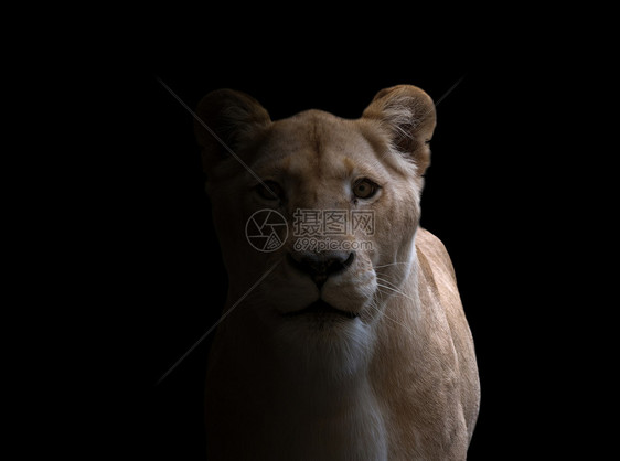 深色背景中的雌狮子豹列图片