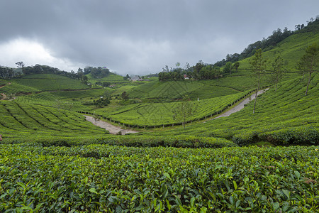茶叶种植穆纳尔卡拉因迪亚图片
