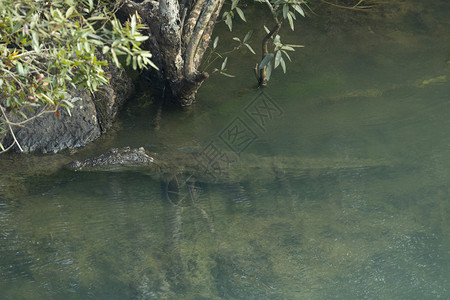 鳄鱼和卡利河的纳塔印地亚图片