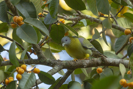 黄脚绿色鸽子异狄亚河丹迪利印地安那岛图片