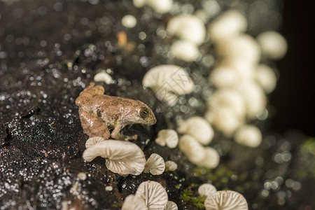Amboli灌木青蛙是一种稀有的灌木青蛙种图片