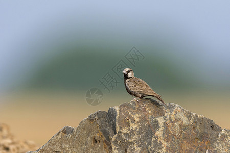 印度索拉普尔灰冠麻雀云雀图片