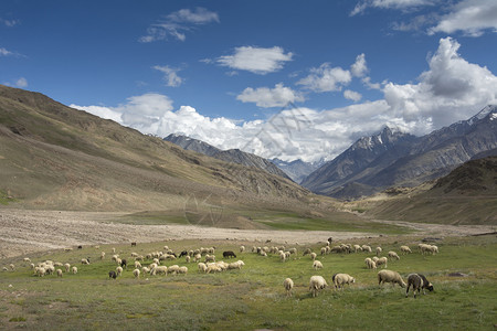 牧羊沙拉撒吐司羊毛印度语图片