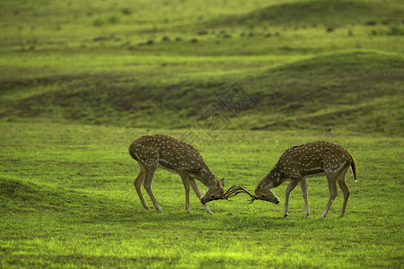 两只梅花鹿头对头在草原上图片