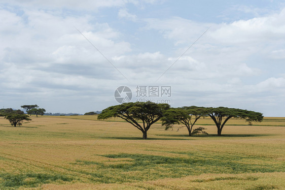 Kenya靠近纳罗克的风景图片