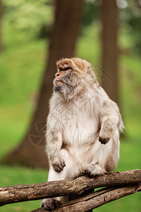 热带自然公园中成人长毛象肖像天然林区中长毛猴野生动物和危险的野生场景马卡拉塔复制空间图片