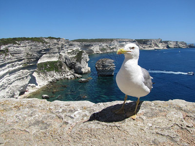 海鸥和石灰岩悬崖地中海景科西卡岛弗朗图片