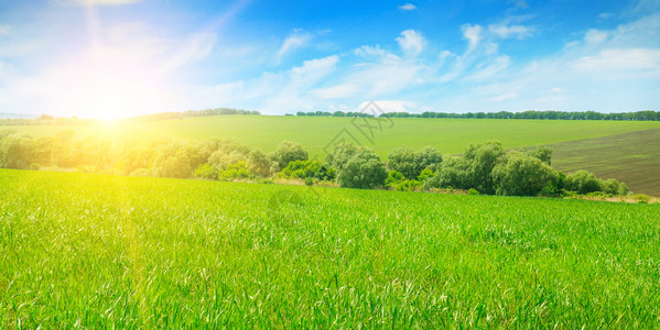 绿地日出蓝天空农业景观大片照图片