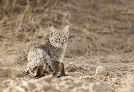 沙漠猫猫咪玛格丽塔贾萨尔默拉贾斯坦邦印度图片
