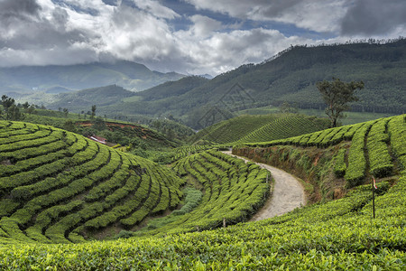 塔茶叶种植园穆纳尔卡拉因迪亚图片
