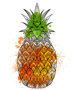 彩色涂鸦插图菠萝图片