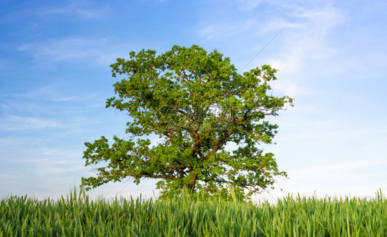 一棵古老的树枝桠硕大绿叶茂盛孤零零地矗立在蓝天下绿谷绿叶的夏日景色图片