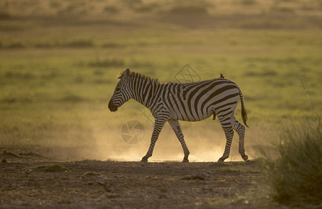 斑马行走和背光非洲图片