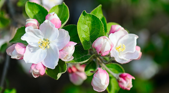 红富士苹果树苹果树的花朵浅田地专注于前方的花朵背景