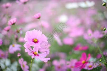 宇宙字段粉红色的花朵紧的花底图片