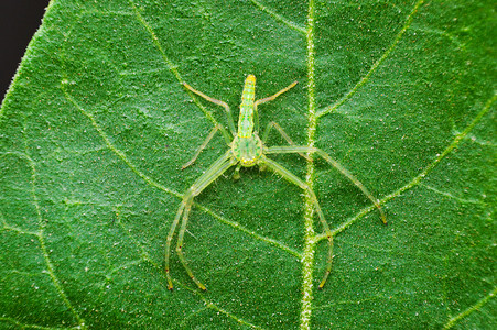 绿螃蟹蜘蛛氧酸盐派萨塔拉区mahrstindi图片素材