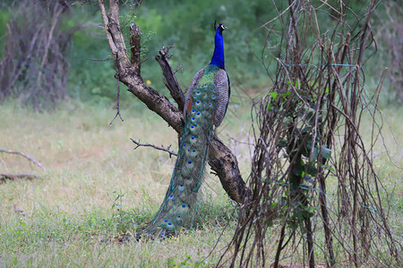 树枝上的孔雀印地亚图片