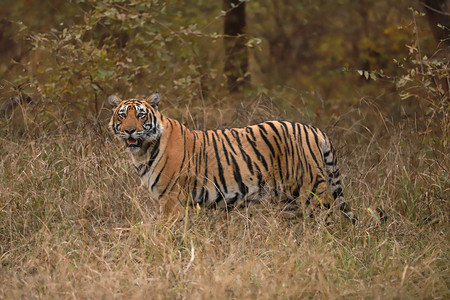 雄老虎豹印地亚图片