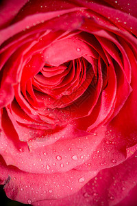 粉红色玫瑰作为花岗岩背景的详细贴合照片图片