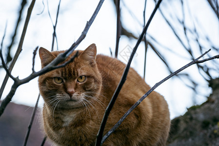 小猫长毛橙皮树上有趣的家猫小看着摄像机动物肖图片