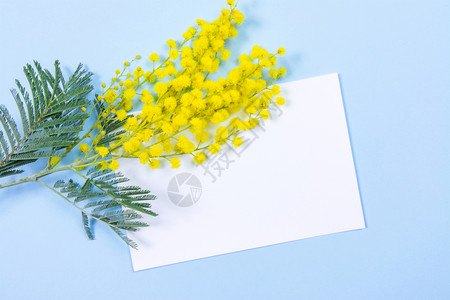 蓝色背景的miosa花朵和纸页供您留言或文字使用3月8日妇女节符号和春天背景图片