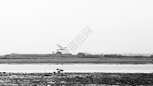白埃格雷特鸟在乌东坦尼泰兰的莲花湖无海角上飞猎鱼图片
