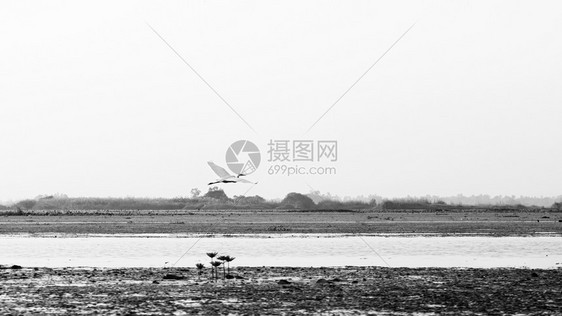 白埃格雷特鸟在乌东坦尼泰兰的莲花湖无海角上飞猎鱼图片