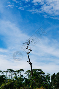 下午的阳光与蓝色的天空相对在普阿克拉杜昂公园图片