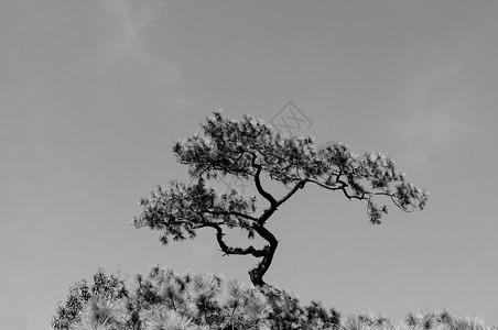 在普胡克拉杜昂公园LeiThalnd的下午阳光用明蓝的天对松树形成黑白两色图片