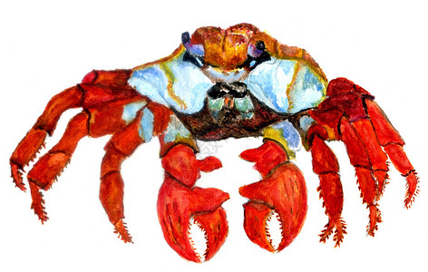 手画卡通螃蟹水彩动物设计背景
