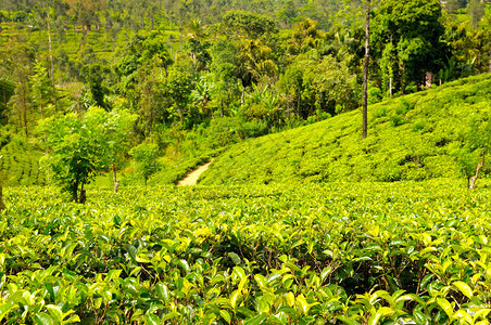 在srilank的茶叶种植园关闭新鲜绿茶叶浅的田地深处聚焦于前景图片